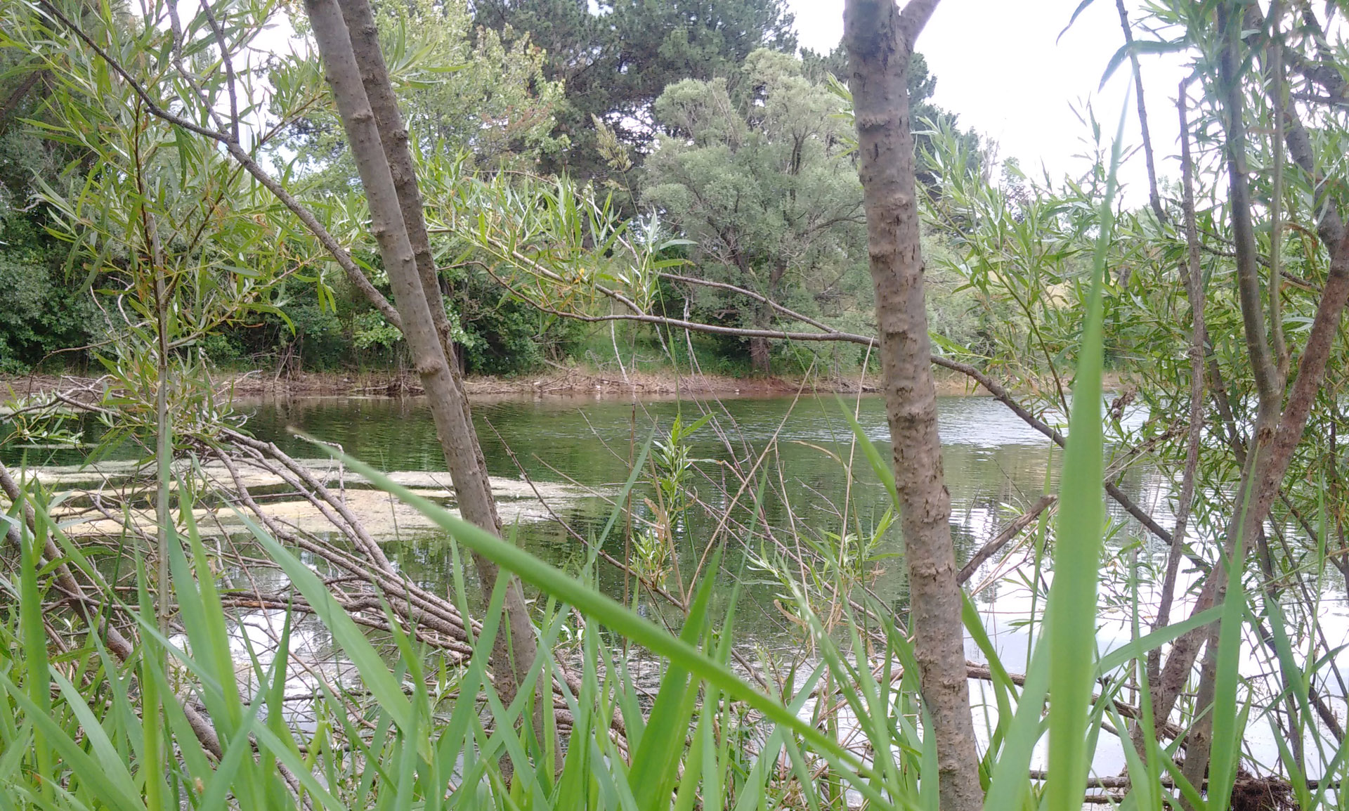 Pond near Conestoga College